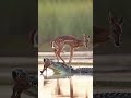 "Mother’s Heart and  #Crocodile #Deer #Survival #Drama #Emotion #animals