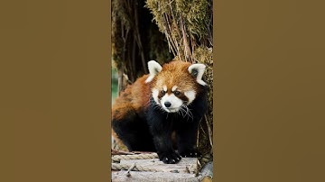 Unbelievable Red Panda Facts That Will Blow Your Mind!