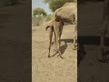 الجمل الصغير يستمتع بحليب أمه الحلو بأرجله الخلفية