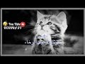 نشيدة فيا صحبتي والاخاء نشيدي حالات واتس أب 