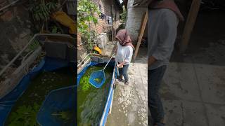 Buy Albino Catfish With Thr Money #catfish #albino catfish #pets #money #thrlebaran #idulfitri