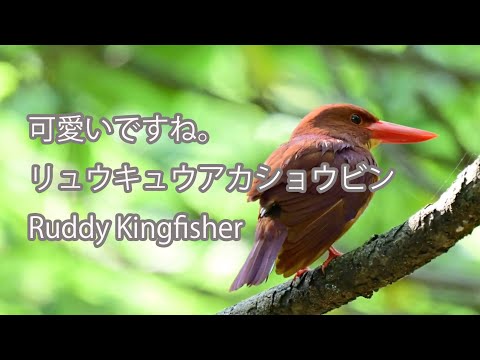 【可愛いですね。】リュウキュウアカショウビン Ruddy Kingfisher