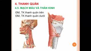 Hệ hô hấp (Thanh quản - Khí quản - Phế quản - Phổi)