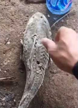 Dried fish back to life