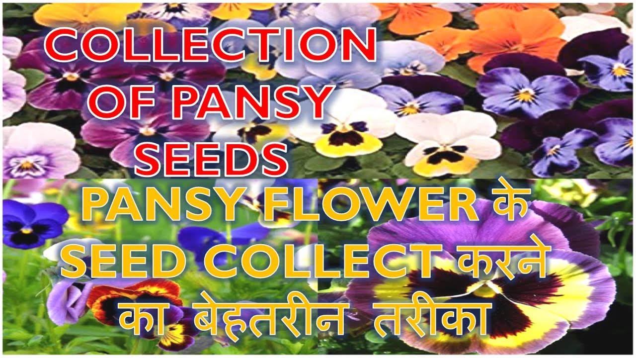 Pansy(viola) seed collection ,store pansy seeds pansy फ़ूलों के बीज