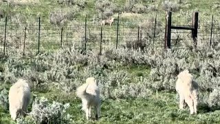 Livestock Guardian Dogs Chase Off Coyote