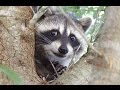 Funny And Cute Raccoon Videos Compilation 2014 [NEW]