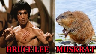 Bruce Lee Muskrat VS Sherlock the Mink!