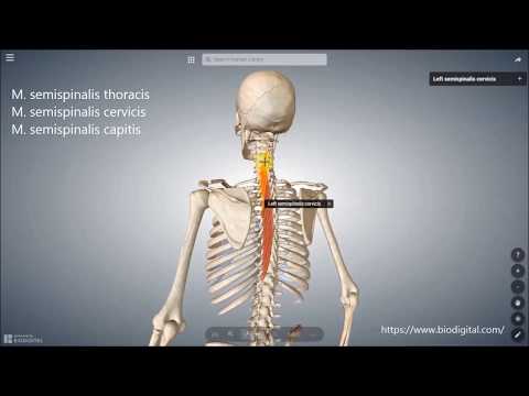 Video: Kontrolle Der Muskeln Der Lumbosakralen Region