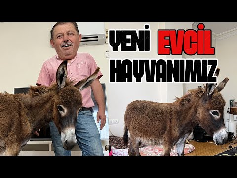 EŞEK SAHİPLENDİM ! EVE GETİRDİM