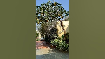 Chỉ cần 1 cây bưởi diễn là đã thấy không khí tết !