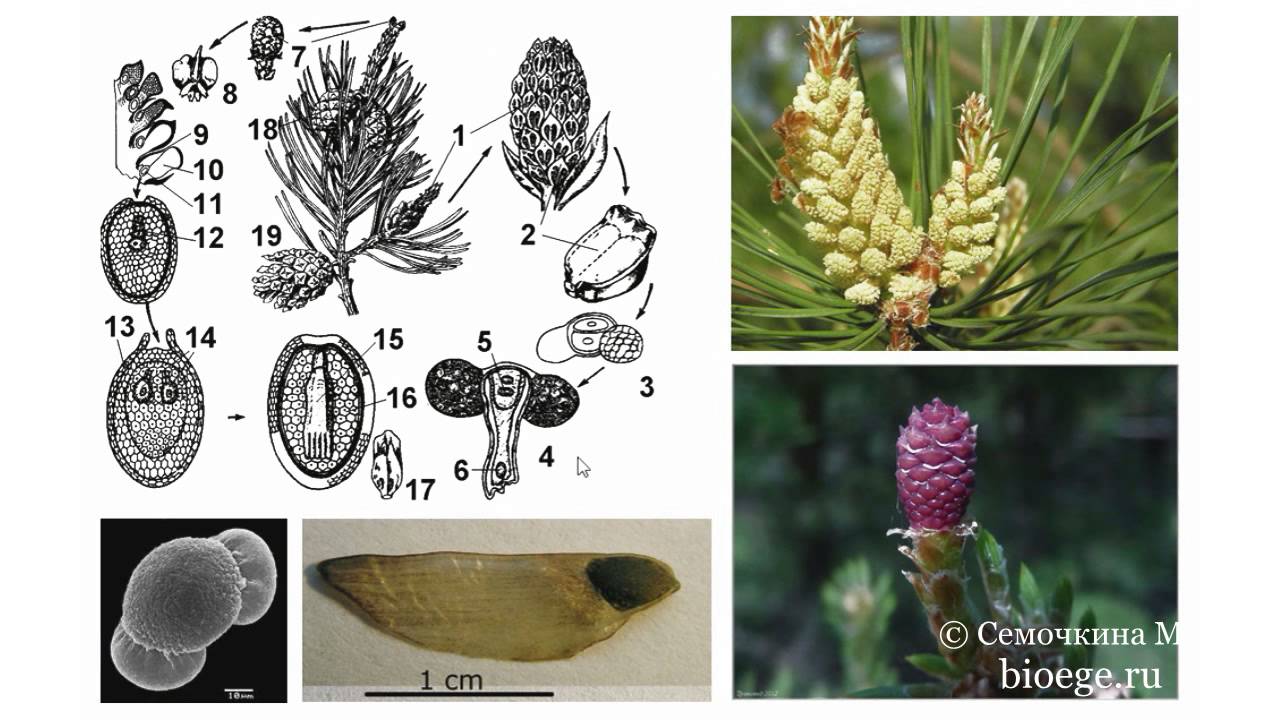 Опыление хвойных. Жизненный цикл голосеменных растений сосна. Размножение сосны обыкновенной. Макростробилы сосны обыкновенной. Жизненный цикл развития сосны обыкновенной.