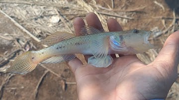 Chia sẻ điểm câu ở An Thới Đông - Cần Giờ