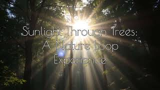 Magical Sunlight Filtering Through Trees | Relaxing Nature Scenes