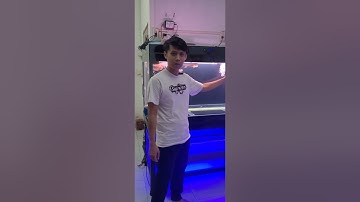 Học Viện Cá Rồng | nơi nuôi dưỡng những em cá rồng siêu đẹp | Tài nuôi cá