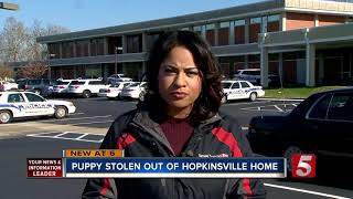 Puppy Stolen During Hopkinsville Burglary