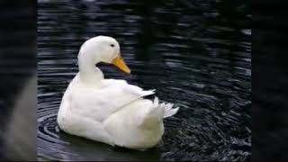 Imágenes de PATOS