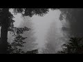 Wind in a foggy spruce forest  1 hour of wind sound relaxing stress relief study sleep