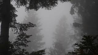Wind in a Foggy Spruce Forest / 1 Hour of Wind Sound (Relaxing, Stress Relief, Study, Sleep,...)