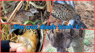 Tiếng cút um đánh kinh tế - file sát bổi nhất 2020