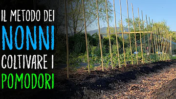Cosa piantare insieme al pomodoro?