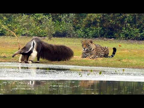 Video: Jaguar: mnyama wa wafalme
