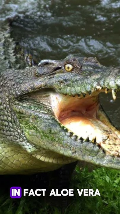 Unique facts about crocodiles - YouTube