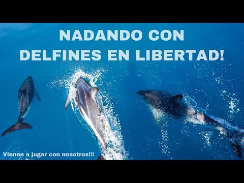 Vídeo: Nueva Zelanda Prohíbe Nadar Con Delfines