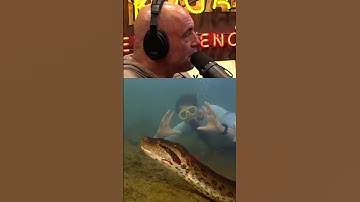 Gigantische anaconda gevonden in het Amazone-regenwoud - Joe Rogan