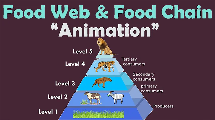 FOOD WEB & FOOD CHAIN | Animation - DayDayNews