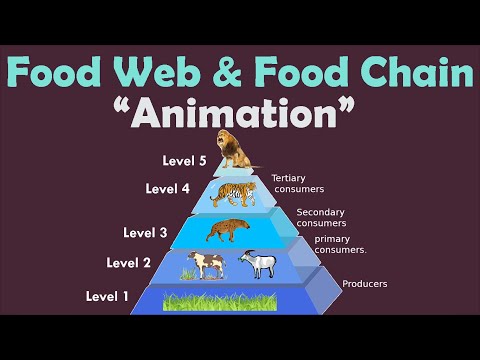 FOOD WEB & FOOD CHAIN | Animation