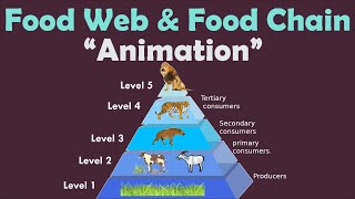 FOOD WEB & FOOD CHAIN | Animation