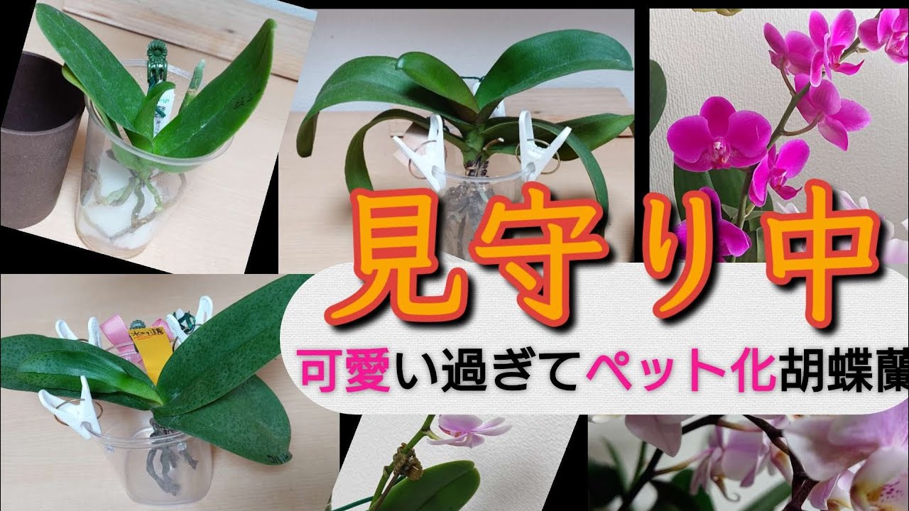 チャチャ様専用 胡蝶蘭 生花 ロング 胡蝶蘭 白 5本立ち65輪程度 生花