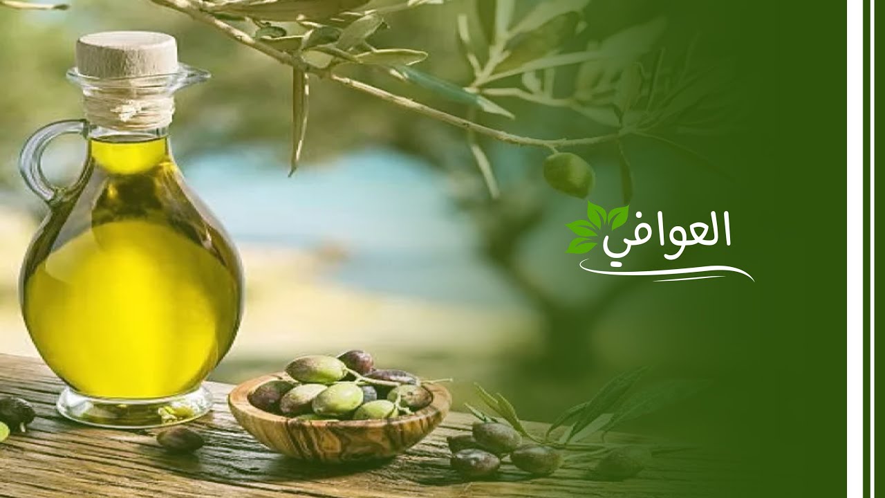 الطريقة الصحيحة لعصر الزيتون والحصول على أعلى جودة من الزيت