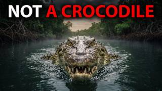 The Saltwater Crocodiles in Australia Are Turning Into Something Bigger — And Nobody Knows Why