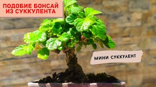 Маленький приятно пахнущий суккулент с большим будущим в бонсай! Эксперимент формирования НЕБАРИ.