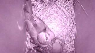 bluebirds getting ready to fledge