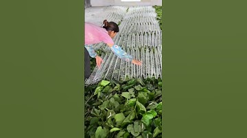 Silkworm breeding technology #satisfying #farming #agriculture #farmlife