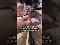 人間に4回捨てられた猫〜ここちゃんの生きた証#ねこ動画 #ほごねこ #いいね #どうぶつ #cat #かわいい猫動画 #可愛い猫