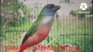 SUARA PIKAT BURUNG EMPRIT HIJAU