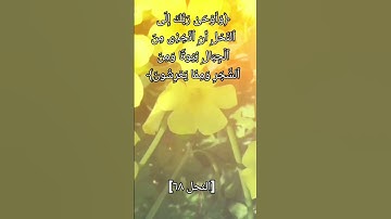 ما تيسرة من سورة النحل #quran #foryou #explore #لايك #اكسبلور