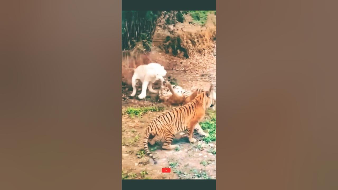 Lion Vs Tiger Fight To Death Video White Lion vs Tiger Fight to Death _ White lion Fight Tiger - The 4Est