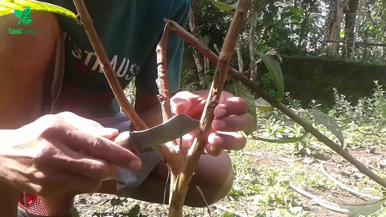  Cara  mudah menyambung  sisip tanaman  jambu biji 3 rasa 