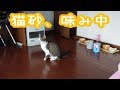 【子猫】アイリスオーヤマの猫砂を味見してみた感想を、聞いてあげてください