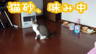 【子猫】アイリスオーヤマの猫砂を味見してみた感想を、聞いてあげてください