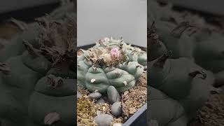 Lophophora williamsii