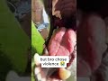 bro chose violence 😭 #funny #dogfails #animals #memes