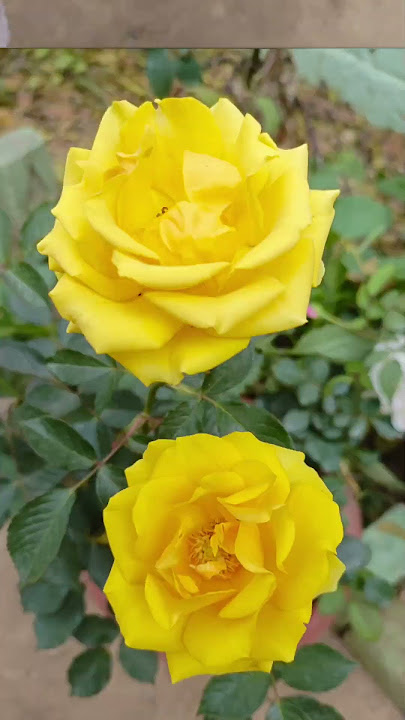 Good morning 🌅🌄#shortfeed#viralshorts#yellowroses#roseflower#naturelovers#ytshortsvideo#like