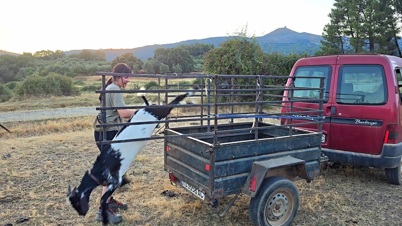 Mirar lo que le ha pasao a la cabra, tenemos que vigilarlas seriamente