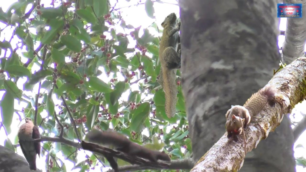 Yos hav zoov tua nas noj txiv vaj khaum dua May 11